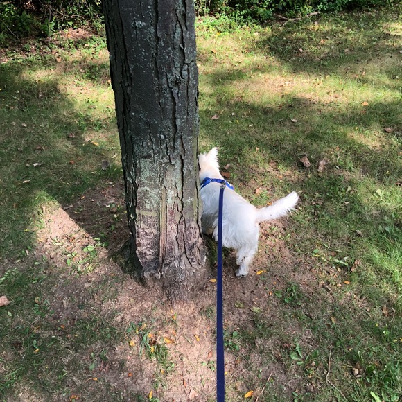 Meet your Posher, Nicholas - Picture 1 of 1